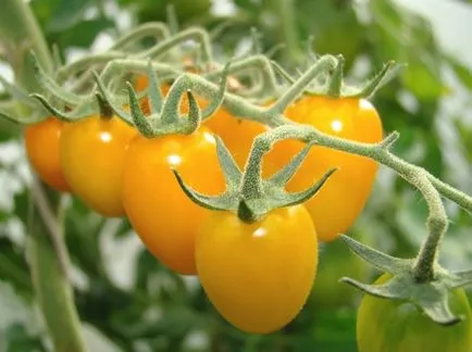 Tomate „data“ descriere si caracterizare, de reproducere, fotografii