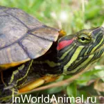 Oh - „urechi galbene“ în lumea animală