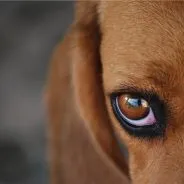 Îngrijirea ochilor și de câine-urecheat, secretele de îngrijire acasă
