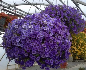 Grija pentru flori Calibrachoa minge, reguli de cultivare la domiciliu!