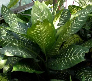 Ingrijirea Dieffenbachia, cauzele ingalbenirea frunzelor