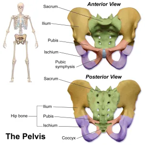 Uzi symphysis pubis akárcsak