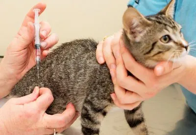 Ваксинирането котенца и възрастни котки