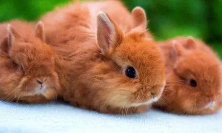 Грижа за джуджета зайци и съдържанието им (видео)