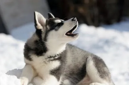 Care szibériai husky, a legjobb barátok