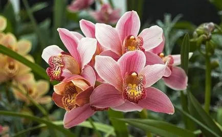 Невероятно цвете за вашия дом - Cymbidium