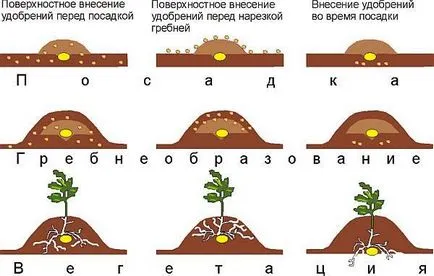 Îngrășăminte pentru cartofi la plantare - calcul, selectarea îngrășămintelor, ceea ce face regulile!