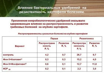 Тор за картофи по време на засаждането - изчисление, избор на торове, което прави правилата!