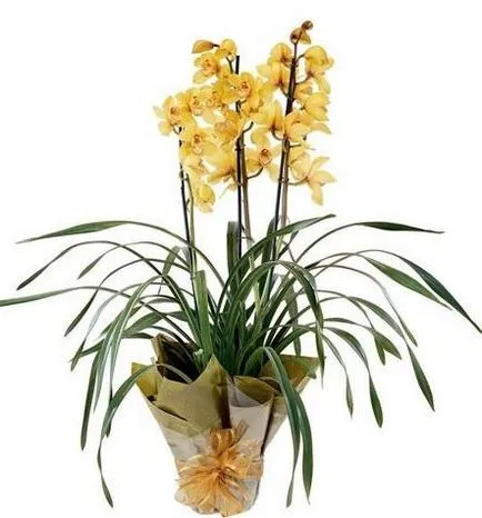 Csodálatos virág otthoni - Cymbidium