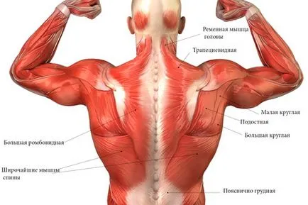 Gyakorlatot fitball gerinc komplex gyakorlatok gimnasztikai labda