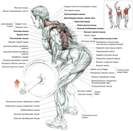 Exercitarea „tija de împingere în pantă“ de lucru musculare si tehnica de - Scoala de corp - culturism,