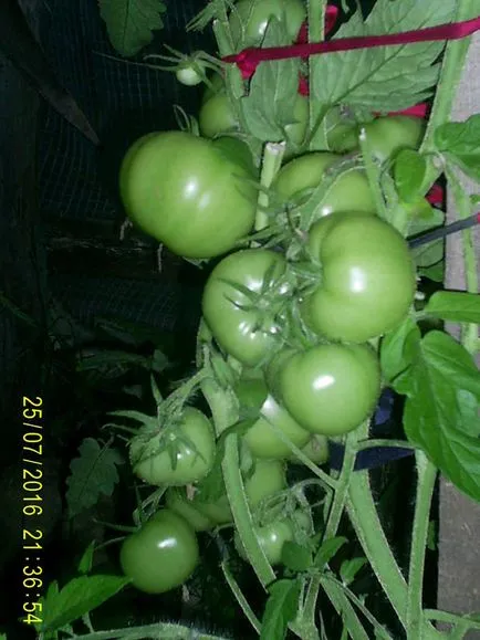 домати реколта