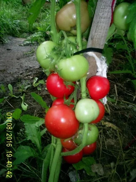 tomate recoltare