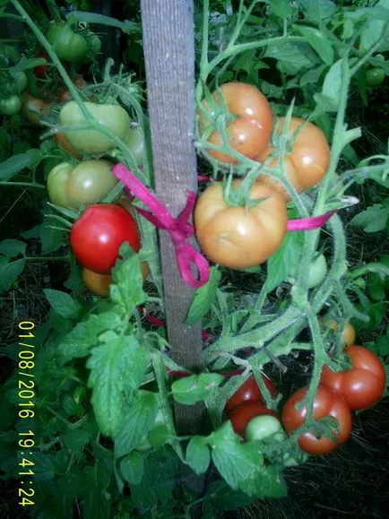 tomate recoltare