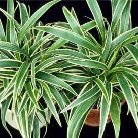 Îngrijire Chlorophytum