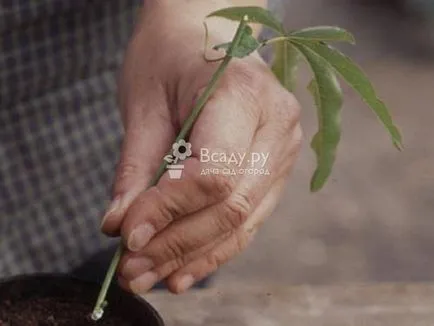 Îngrijirea și cultivarea de fructul pasiunii, alegerea soiurilor, fotografii