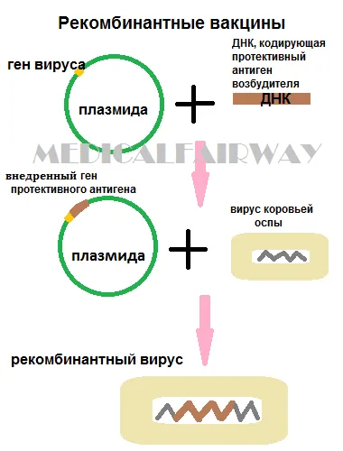 Vaccinarea și tipuri de vaccinuri