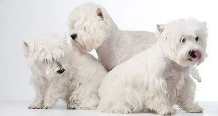 Caracteristici foto si pret West Highland Terrier alb de rasa si comentarii
