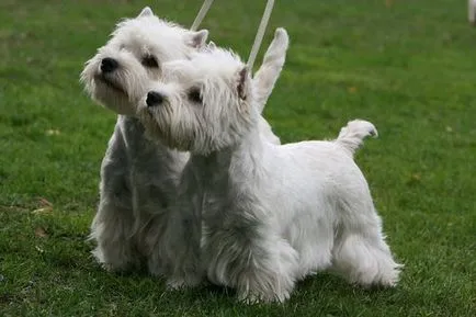 Caracteristici foto si pret West Highland Terrier alb de rasa si comentarii