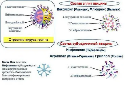 Influenza elleni vakcinák neve, a védőoltások, a legjobb, split, importált, faj, amely inaktivált,