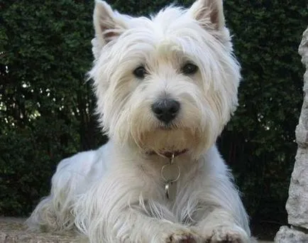 Caracteristici foto si pret West Highland Terrier alb de rasa si comentarii