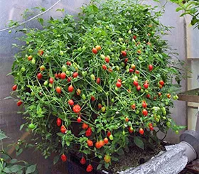 Mi nőnek paprika hydroponically otthon