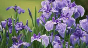 Cultivarea iris flori în plantare și îngrijire regulile lor pat de flori