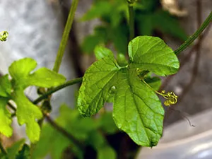 Tipuri de alpinism plante, plantare și îngrijire de alpinism plante și flori, și grădină