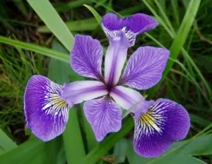 Cultivarea iris flori în plantare și îngrijire regulile lor pat de flori