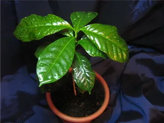 Cultivarea și vânzarea de arbori de cafea