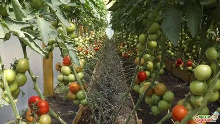 Ние растем домати!