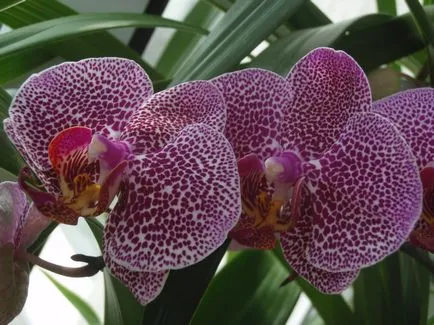 Cultivarea orhidee într-o seră, sau cum să creeze exotice în zona lor