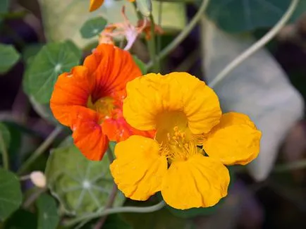 Tipuri de alpinism plante, plantare și îngrijire de alpinism plante și flori, și grădină