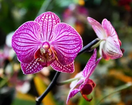 Cultivarea orhidee într-o seră, sau cum să creeze exotice în zona lor