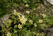 Termesztés Arabis (55 fotó) leírás, ültetés és gondozás, a használata érdekes ötletet a táj