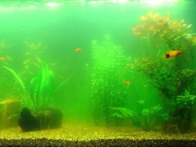 Вода за аквариум - защо облачно, зелено, как да се защитава, колко често да се промени, как да се смекчат