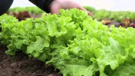 Cultivarea salata verde pe pervazul ferestrei și în câmp deschis, blog