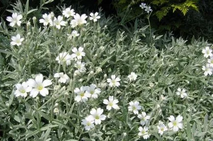 Termesztés Arabis (55 fotó) leírás, ültetés és gondozás, a használata érdekes ötletet a táj