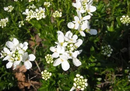 Termesztés Arabis (55 fotó) leírás, ültetés és gondozás, a használata érdekes ötletet a táj