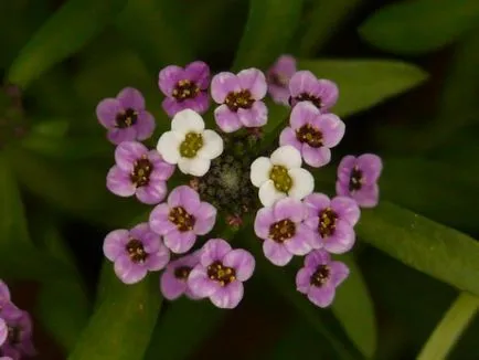 Termesztés Arabis (55 fotó) leírás, ültetés és gondozás, a használata érdekes ötletet a táj