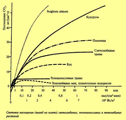Влияние на условията на скоростта на процеса на фотосинтеза