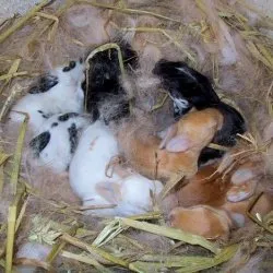 Toți iepurii nou-născuți, atunci când ies din cuib și cum să se dezvolte