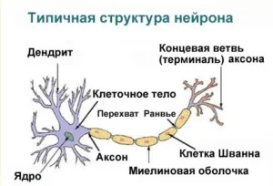 Yogaterapii възможности в множествена склероза - Sofiyaskoe yogaterapevticheskoe общество