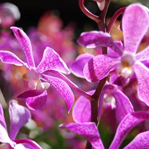 Корпус - орхидеи в къщата - цветовата стойност на фън шуй, използването в украсата