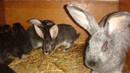 Toți iepurii nou-născuți, atunci când ies din cuib și cum să se dezvolte