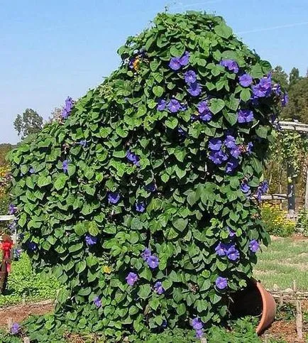 Anghilă - plante pentru casa si gradina