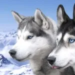 Husky - un câine vorbitor - animale de companie