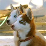 Husky - un câine vorbitor - animale de companie