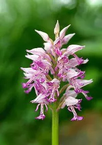 Orchis fű - Properties and Applications orchideák, gyökér, cikkek