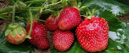 beneficii căpșune, istoria, care este conținută în căpșuni și cum să-l folosească